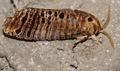 Biocellata
