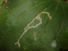 Phytomyza griffithsi
