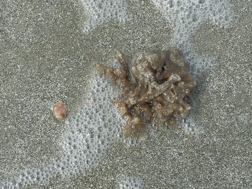 Gymnolaemata
