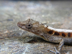 Anolis macrophallus