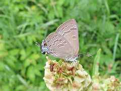 Satyrium caryaevorus