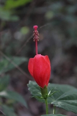 Malvaviscus arboreus drummondii