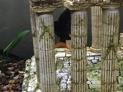 Epalzeorhynchos bicolor