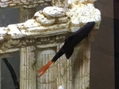 Epalzeorhynchos bicolor