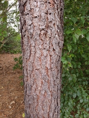 Pinus serotina