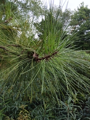 Pinus serotina