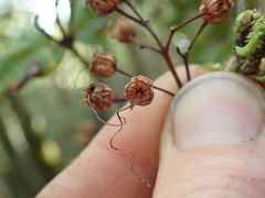 Metrosideros parkinsonii