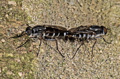 Ozodiceromyia notata