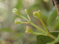 Metrosideros parkinsonii