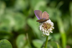 Leptotes trigemmatus