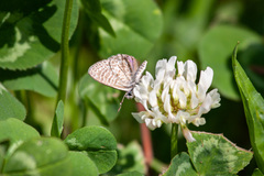 Leptotes trigemmatus