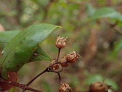Metrosideros parkinsonii