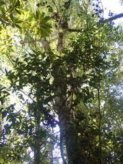 Metrosideros parkinsonii