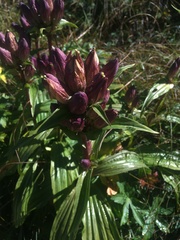 Gentiana pannonica