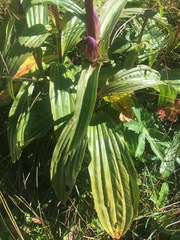 Gentiana pannonica