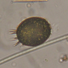 Trachelomonas armata