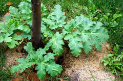 Heracleum sosnowskyi