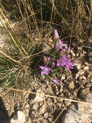 Gentianella aspera