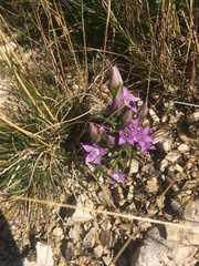 Gentianella aspera