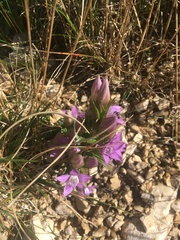 Gentianella aspera