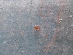 Clogmia albipunctata