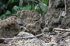 Pellorneum rostratum