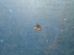 Clogmia albipunctata