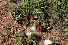 Colchicum coloratum pulchrum