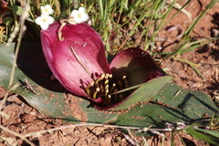 Colchicum coloratum pulchrum