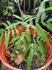 Parkia pendula