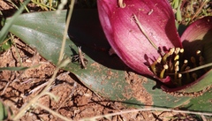Colchicum coloratum pulchrum