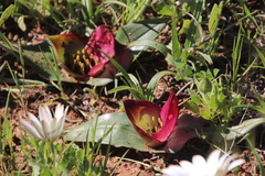Colchicum coloratum pulchrum
