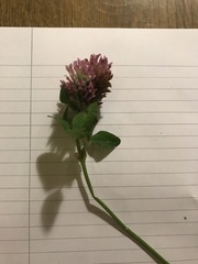 Trifolium pratense