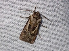 Agrotis vestigialis