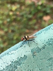 Anthomyia oculifera
