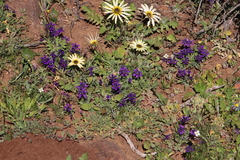 Lapeirousia oreogena