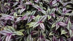Tradescantia zebrina zebrina