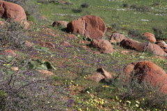 Lapeirousia oreogena