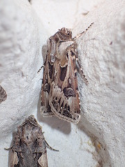 Agrotis vestigialis