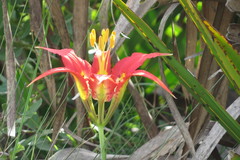 Lilium catesbaei image