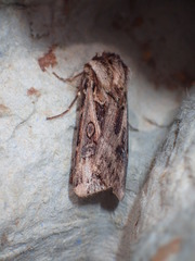 Agrotis vestigialis