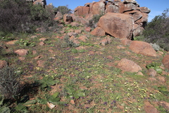 Lapeirousia oreogena