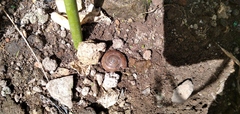 Dyakiidae