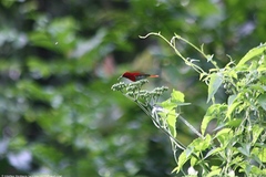 Aethopyga temminckii