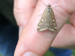 Loxostege munroealis