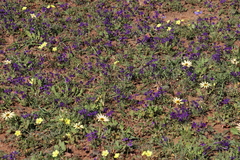 Lapeirousia oreogena