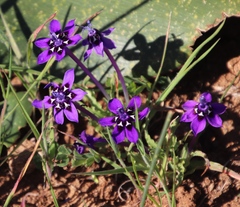 Lapeirousia oreogena