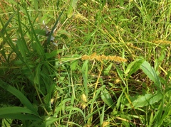 Carex vulpinoidea