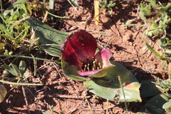 Colchicum coloratum pulchrum