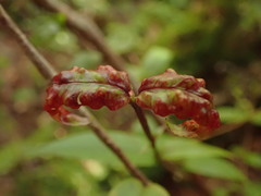 Metrosideros parkinsonii